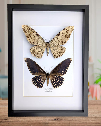 Framed Thysania Agrippina Pair, White Witch Moth, Ethically Sourced Entomology