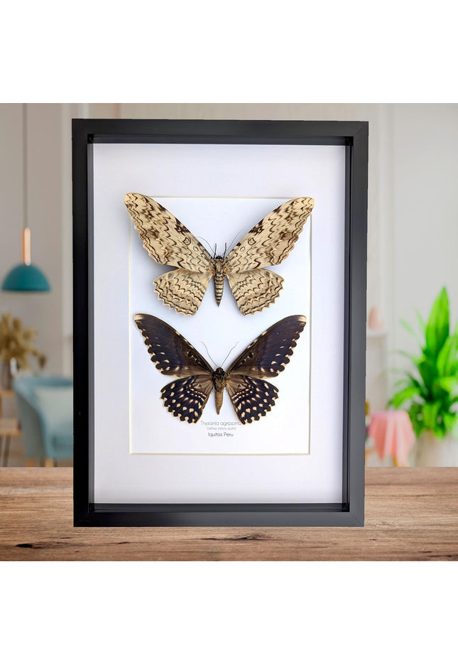 Framed Thysania Agrippina Pair, White Witch Moth, Ethically Sourced Entomology