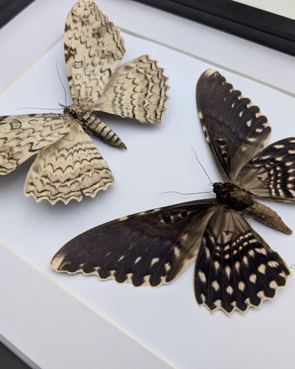 Framed Thysania Agrippina Pair, White Witch Moth, Ethically Sourced Entomology