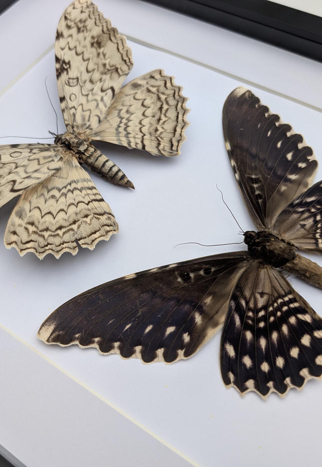 Framed Thysania Agrippina Pair, White Witch Moth, Ethically Sourced Entomology