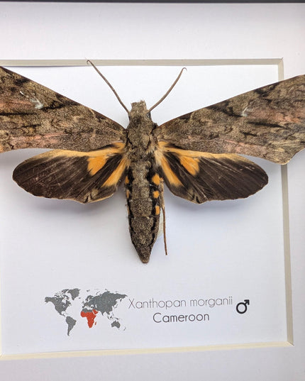 Framed xanthopan morganii moth display: ethically sourced entomology gift (8x8)