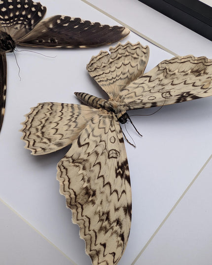 Framed Thysania Agrippina Pair, White Witch Moth, Ethically Sourced Entomology