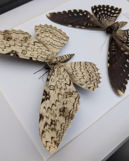Framed Thysania Agrippina Pair, White Witch Moth, Ethically Sourced Entomology