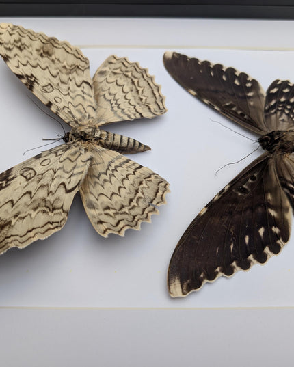 Framed Thysania Agrippina Pair, White Witch Moth, Ethically Sourced Entomology