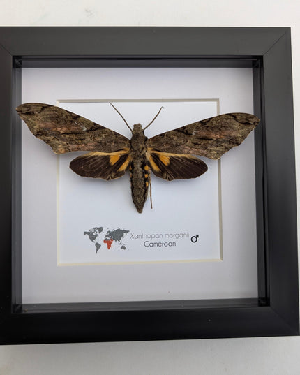 Framed xanthopan morganii moth display: ethically sourced entomology gift (8x8)