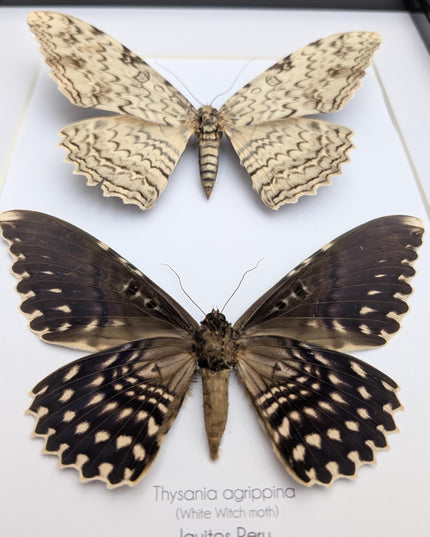 Framed Thysania Agrippina Pair, White Witch Moth, Ethically Sourced Entomology
