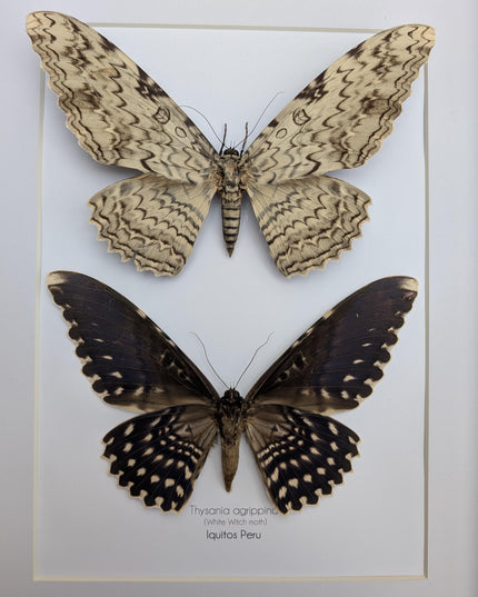 Framed Thysania Agrippina Pair, White Witch Moth, Ethically Sourced Entomology