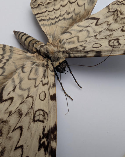 Framed Thysania Agrippina Pair, White Witch Moth, Ethically Sourced Entomology