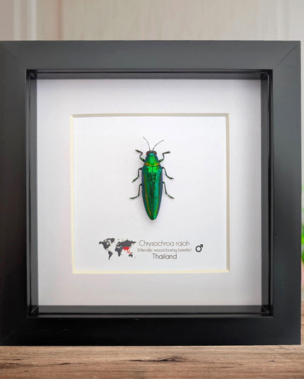 Chrysochroa rajah, rajah jewel beetle, ethically sourced,  taxidermy, entomology gift, bug collection, frame 6"x6"