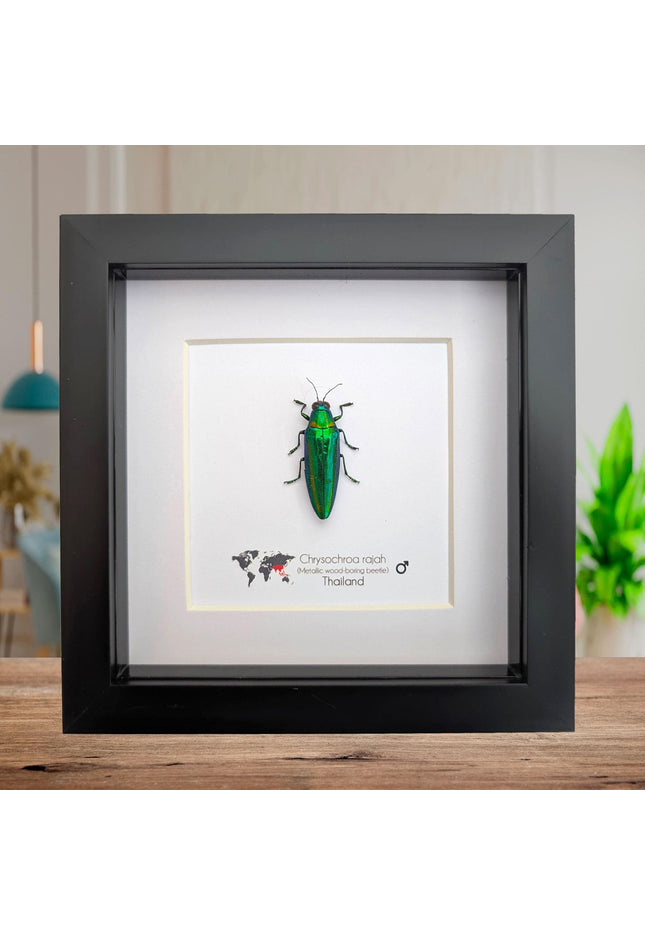 Chrysochroa rajah, rajah jewel beetle, ethically sourced,  taxidermy, entomology gift, bug collection, frame 6"x6"
