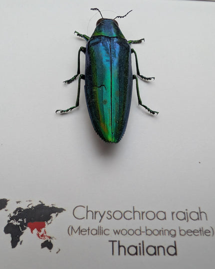 Chrysochroa rajah, rajah jewel beetle, ethically sourced,  taxidermy, entomology gift, bug collection, frame 6"x6"