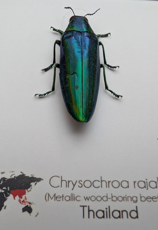 Chrysochroa rajah, rajah jewel beetle, ethically sourced,  taxidermy, entomology gift, bug collection, frame 6"x6"