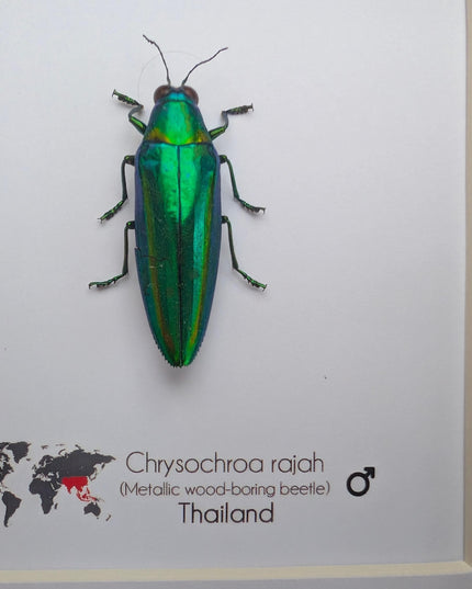 Chrysochroa rajah, rajah jewel beetle, ethically sourced,  taxidermy, entomology gift, bug collection, frame 6"x6"