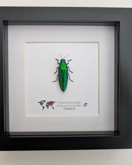 Chrysochroa rajah, rajah jewel beetle, ethically sourced,  taxidermy, entomology gift, bug collection, frame 6"x6"