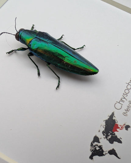 Chrysochroa rajah, rajah jewel beetle, ethically sourced,  taxidermy, entomology gift, bug collection, frame 6"x6"