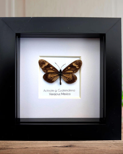 Framed Guatemalan Actinote Butterfly Taxidermy, Ethically Sourced, 4" Frame