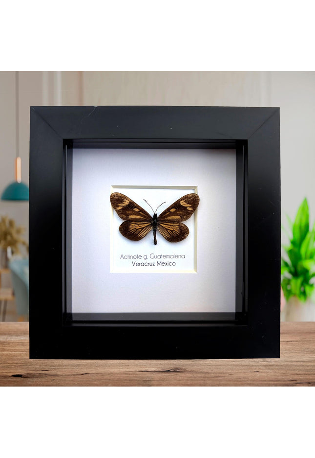 Framed Guatemalan Actinote Butterfly Taxidermy, Ethically Sourced, 4" Frame