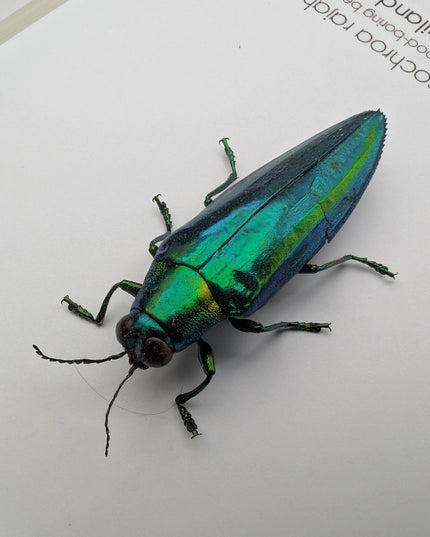 Chrysochroa rajah, rajah jewel beetle, ethically sourced,  taxidermy, entomology gift, bug collection, frame 6"x6"