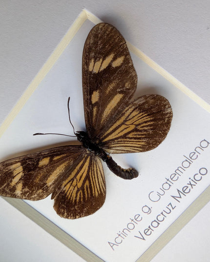 Framed Guatemalan Actinote Butterfly Taxidermy, Ethically Sourced, 4" Frame