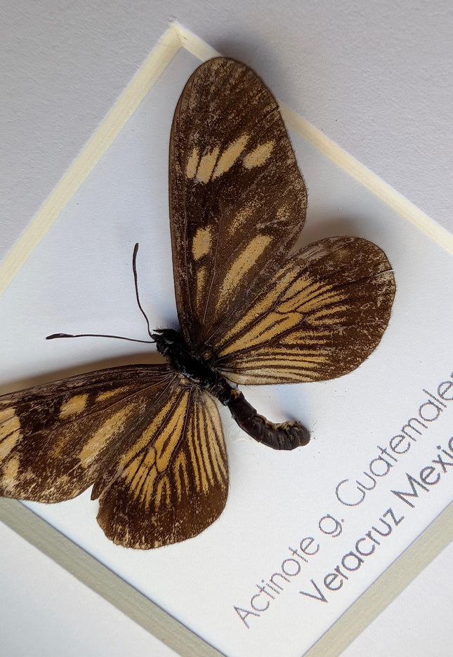Framed Guatemalan Actinote Butterfly Taxidermy, Ethically Sourced, 4" Frame