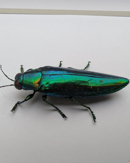 Chrysochroa rajah, rajah jewel beetle, ethically sourced,  taxidermy, entomology gift, bug collection, frame 6"x6"