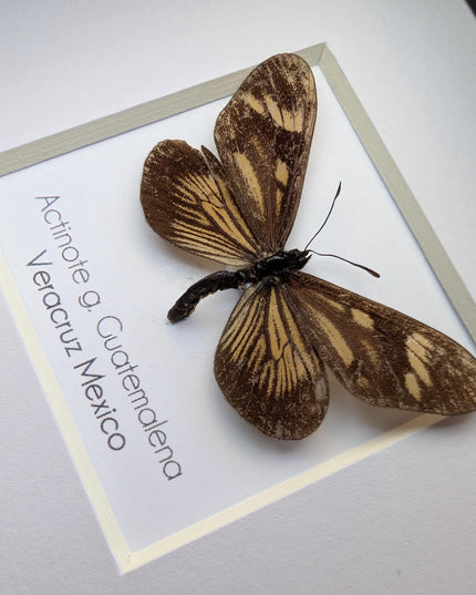 Framed Guatemalan Actinote Butterfly Taxidermy, Ethically Sourced, 4" Frame