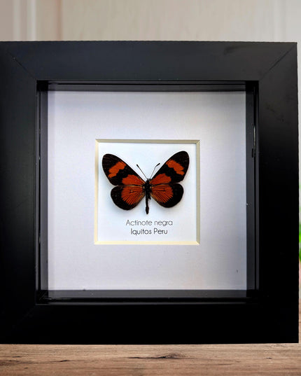 Negra Tigerwing Butterfly Framed Taxidermy, Ethically Sourced Wall Decor (4x4)