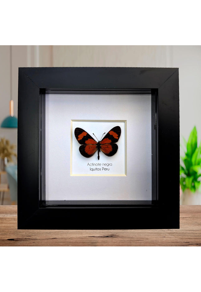 Negra Tigerwing Butterfly Framed Taxidermy, Ethically Sourced Wall Decor (4x4)