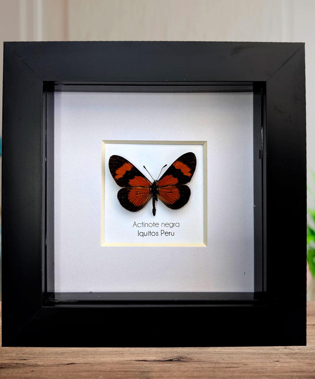 Actinote negra, the negra tigerwing, wall decor, taxidermy gift, entomology present, ethically soured, wall decor, frame 4" x 4"