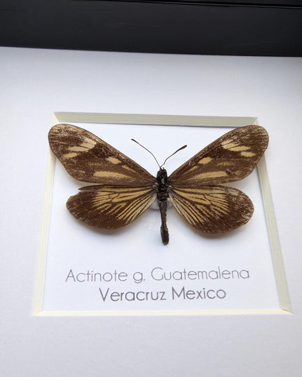 Framed Guatemalan Actinote Butterfly Taxidermy, Ethically Sourced, 4" Frame