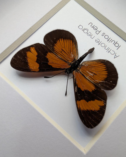 Negra Tigerwing Butterfly Framed Taxidermy, Ethically Sourced Wall Decor (4x4)