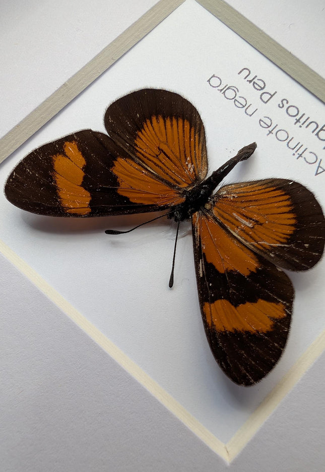 Negra Tigerwing Butterfly Framed Taxidermy, Ethically Sourced Wall Decor (4x4)