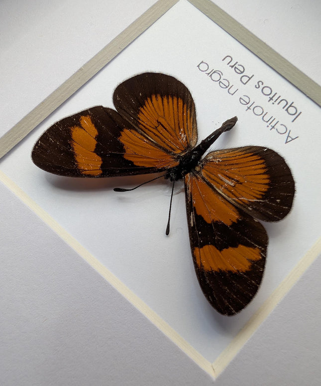 Actinote negra, the negra tigerwing, wall decor, taxidermy gift, entomology present, ethically soured, wall decor, frame 4" x 4"