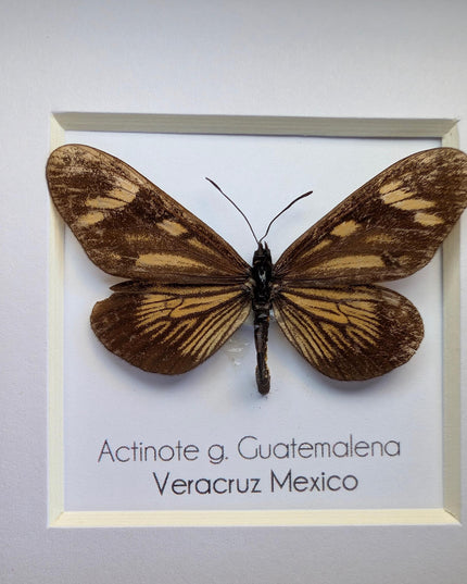 Framed Guatemalan Actinote Butterfly Taxidermy, Ethically Sourced, 4" Frame
