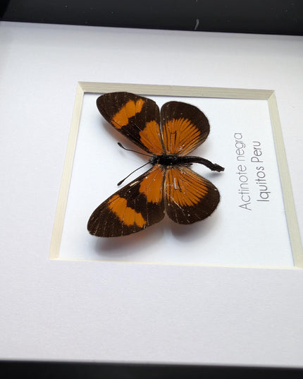 Negra Tigerwing Butterfly Framed Taxidermy, Ethically Sourced Wall Decor (4x4)