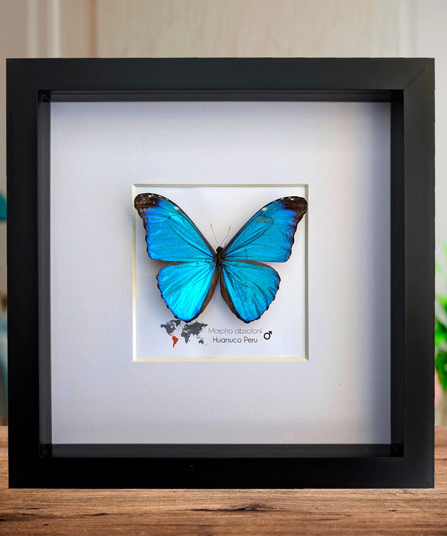 Morpho absoloni, the absoloni blue morpho, taxidermy butterfly, giant iridescent blue butterfly, framed 8" x 8"