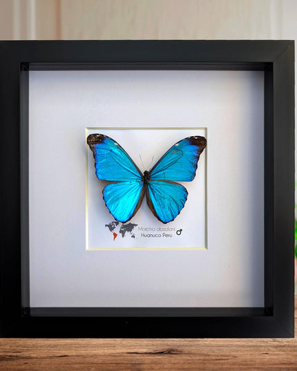Framed Taxidermy Butterfly, Giant Iridescent Blue Morpho (8x8)
