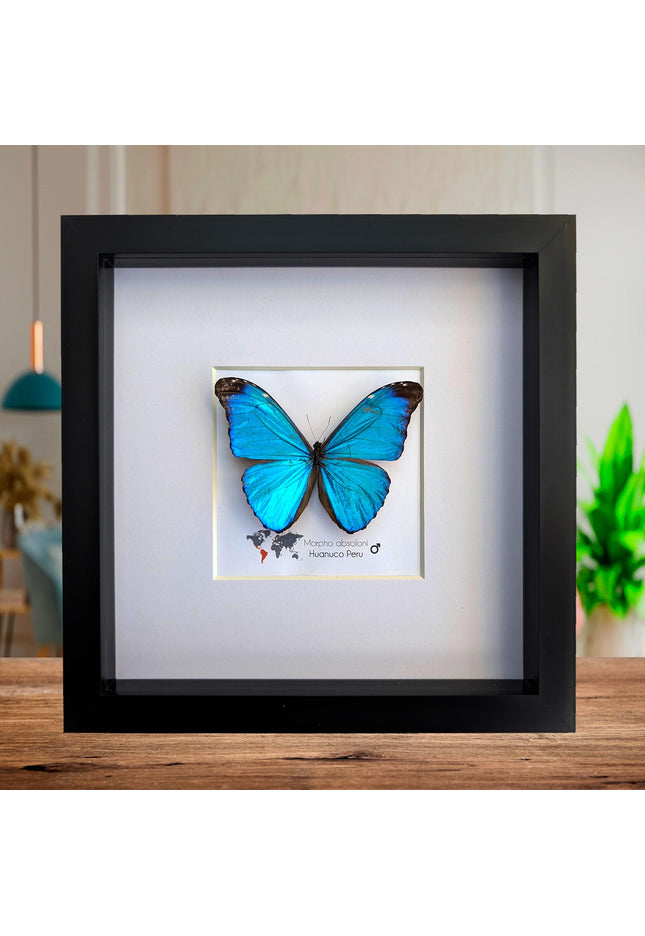 Framed Taxidermy Butterfly, Giant Iridescent Blue Morpho (8x8)