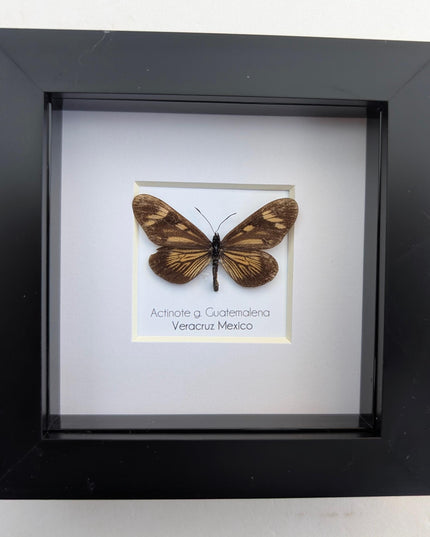 Framed Guatemalan Actinote Butterfly Taxidermy, Ethically Sourced, 4" Frame