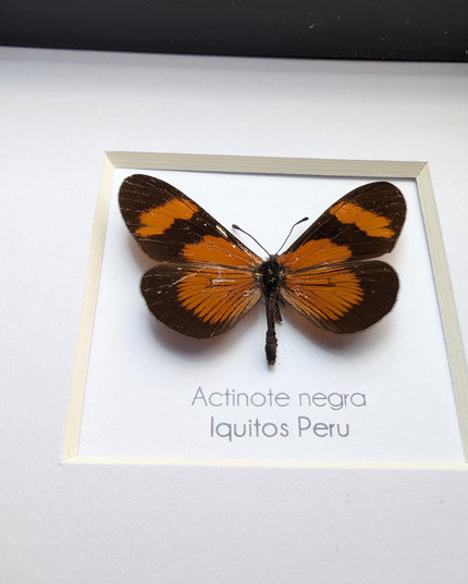 Negra Tigerwing Butterfly Framed Taxidermy, Ethically Sourced Wall Decor (4x4)