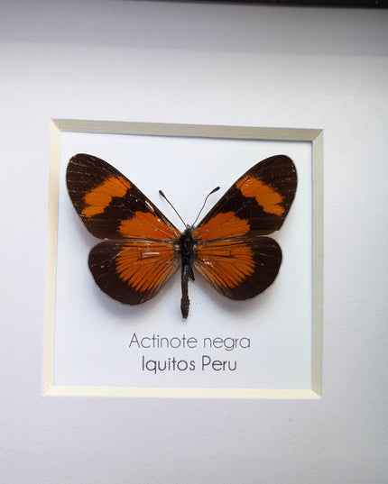 Negra Tigerwing Butterfly Framed Taxidermy, Ethically Sourced Wall Decor (4x4)