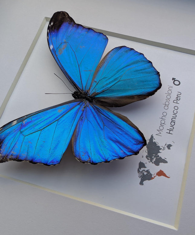 Morpho absoloni, the absoloni blue morpho, taxidermy butterfly, giant iridescent blue butterfly, framed 8" x 8"