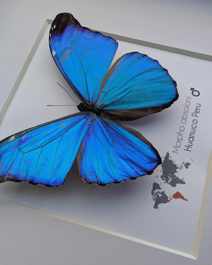 Framed Taxidermy Butterfly, Giant Iridescent Blue Morpho (8x8)