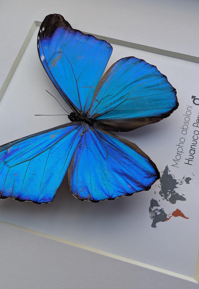 Framed Taxidermy Butterfly, Giant Iridescent Blue Morpho (8x8)