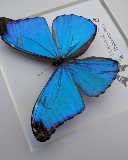 Framed Taxidermy Butterfly, Giant Iridescent Blue Morpho (8x8)