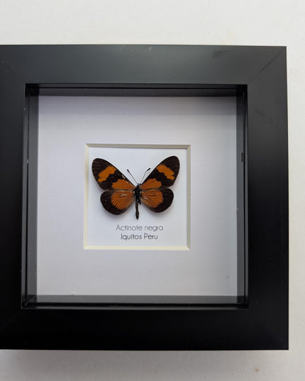 Negra Tigerwing Butterfly Framed Taxidermy, Ethically Sourced Wall Decor (4x4)