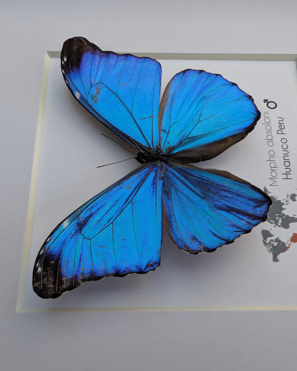 Framed Taxidermy Butterfly, Giant Iridescent Blue Morpho (8x8)