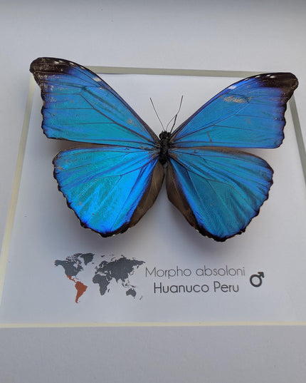 Framed Taxidermy Butterfly, Giant Iridescent Blue Morpho (8x8)