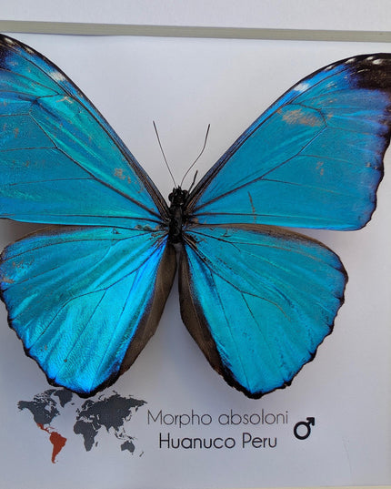 Framed Taxidermy Butterfly, Giant Iridescent Blue Morpho (8x8)