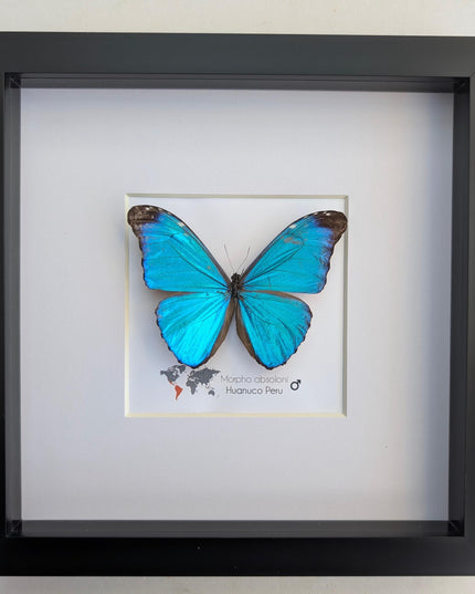 Framed Taxidermy Butterfly, Giant Iridescent Blue Morpho (8x8)